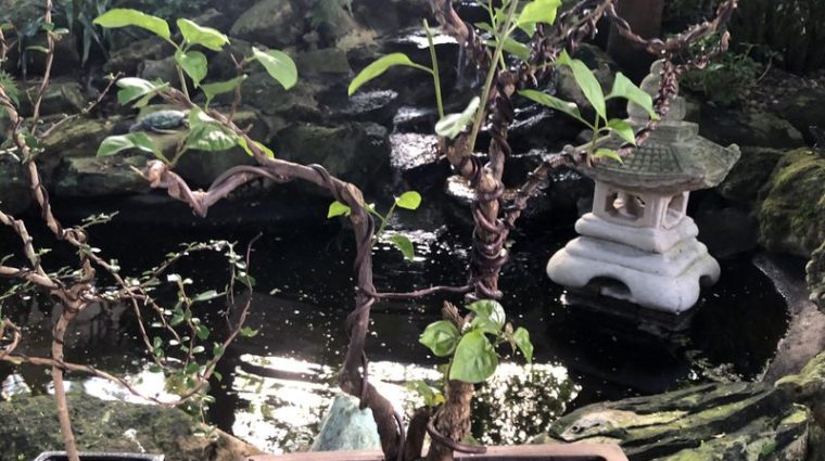 Husband's Bonsai Garden A Growing Tribute To Late Wife